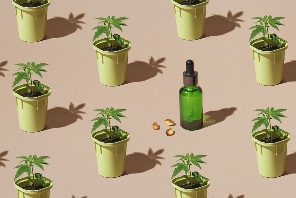 Cannabis seedlings in pot with a bottle of CBD oil visible. Concept of plants, patterns, shadows, and quality CBD.